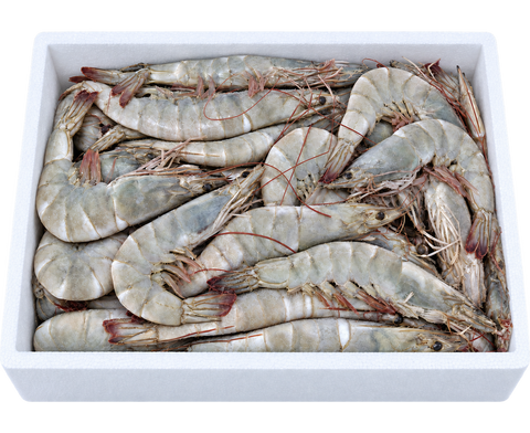Aquablue, Equadorian Vannamei Head On Shell On Shrimps (HOSO- 20/30) (2 KG)